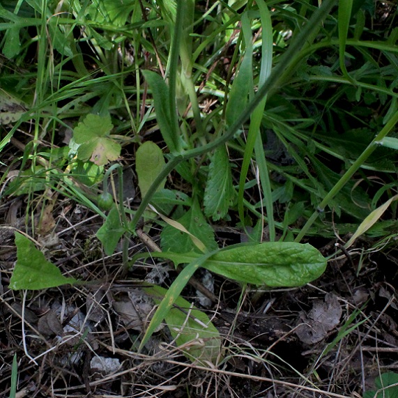 Crepis rubra / Radichella rosea