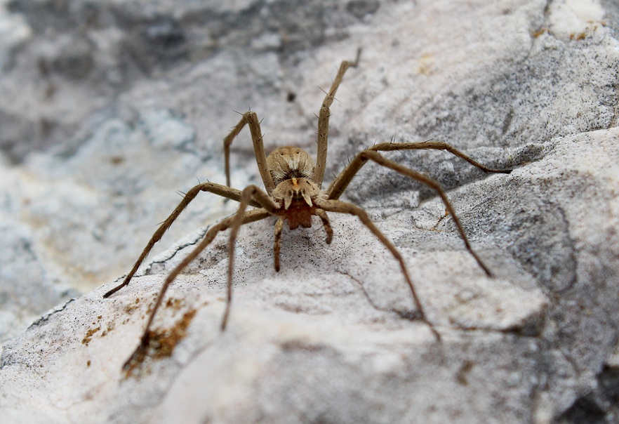 Femmina di Pisaura cfr mirabilis - Gargano (FG)