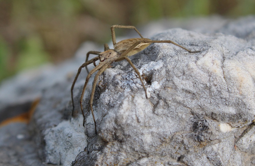 Femmina di Pisaura cfr mirabilis - Gargano (FG)