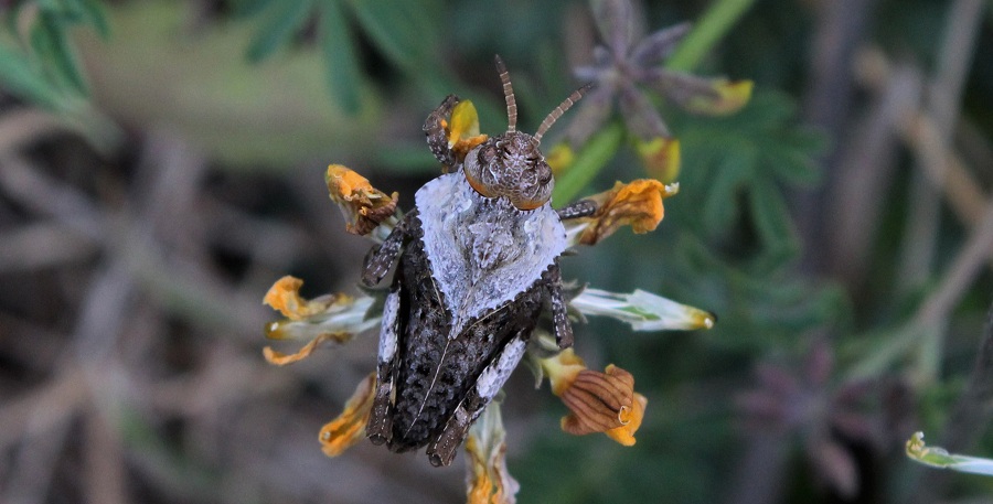 Ninfe di Prionotropis appula (Pamphagidae)