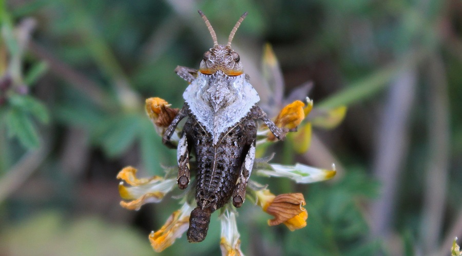 Ninfe di Prionotropis appula (Pamphagidae)