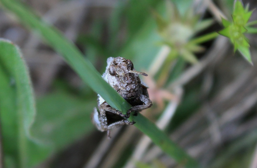 Ninfe di Prionotropis appula (Pamphagidae)