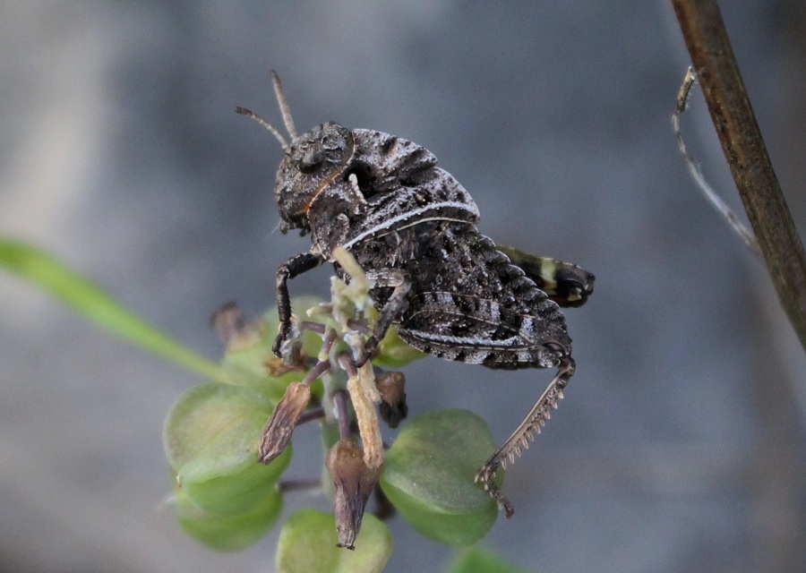 Ninfe di Prionotropis appula (Pamphagidae)