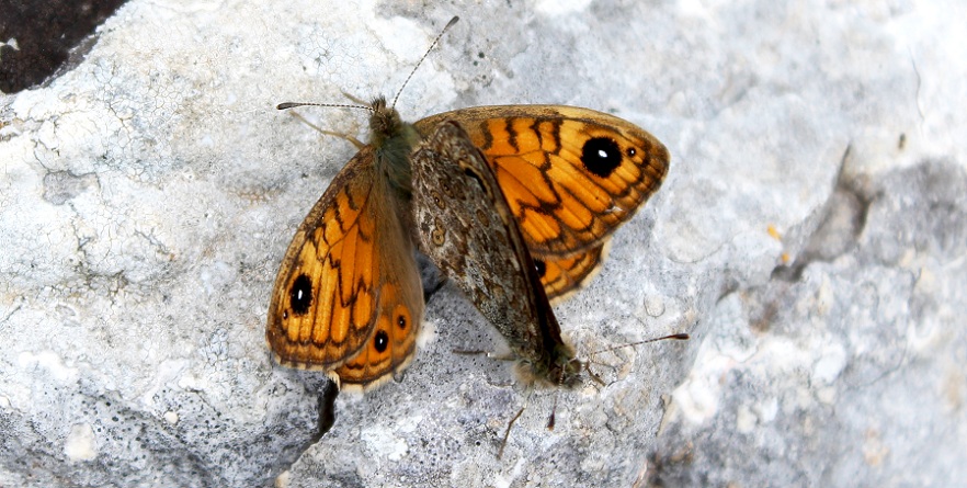farfalla da Id - Lasiommata megera