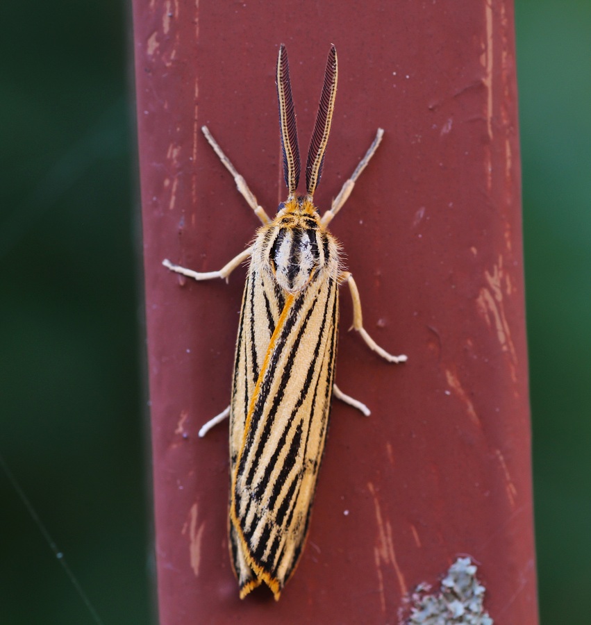 lepidottero 1 da id - Coscinia striata, Erebidae Arctiinae
