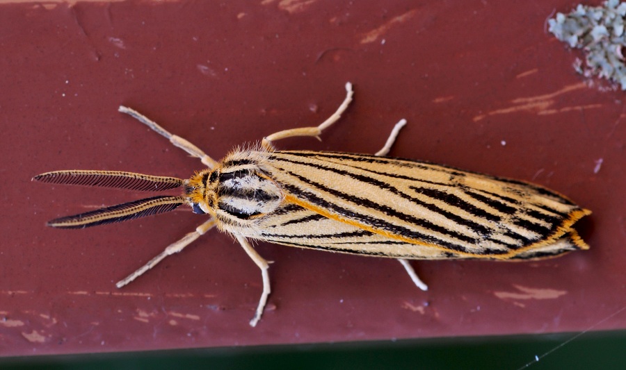 lepidottero 1 da id - Coscinia striata, Erebidae Arctiinae