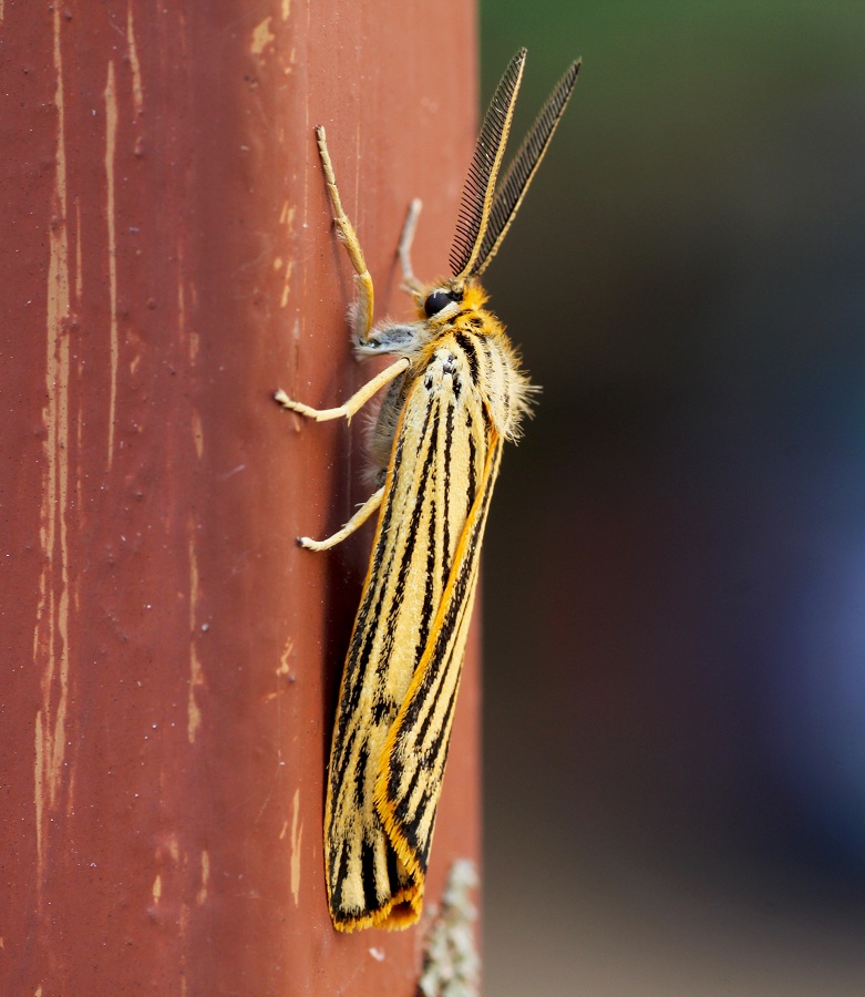 lepidottero 1 da id - Coscinia striata, Erebidae Arctiinae