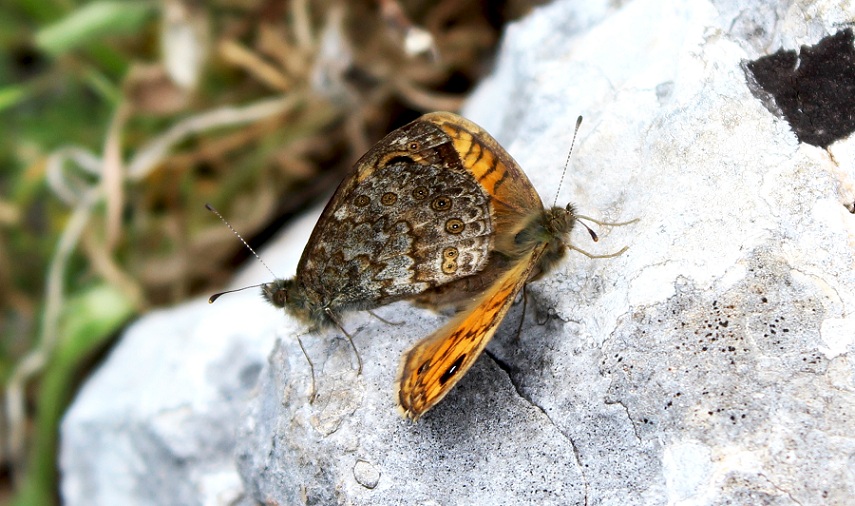 farfalla da Id - Lasiommata megera
