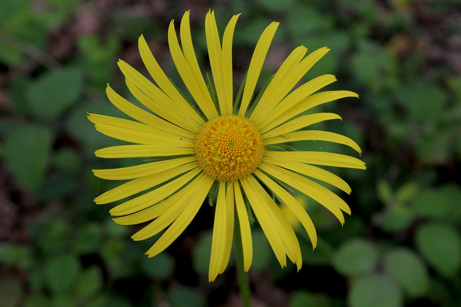 Doronicum columnae