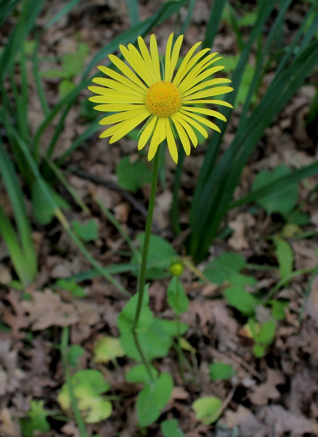 Doronicum columnae
