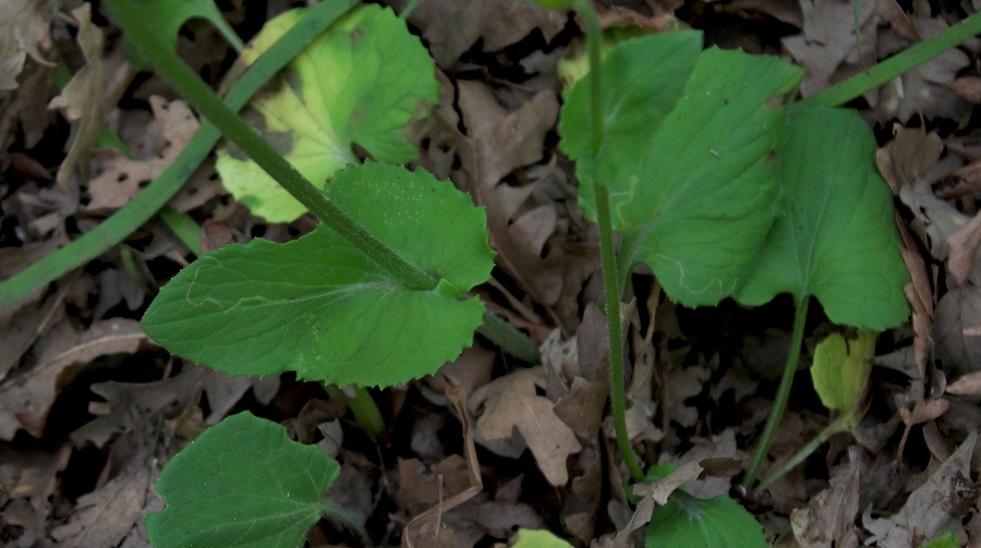 Doronicum columnae