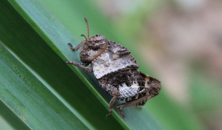 Ninfe di Prionotropis appula (Pamphagidae)