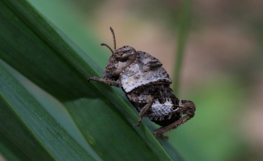 Ninfe di Prionotropis appula (Pamphagidae)