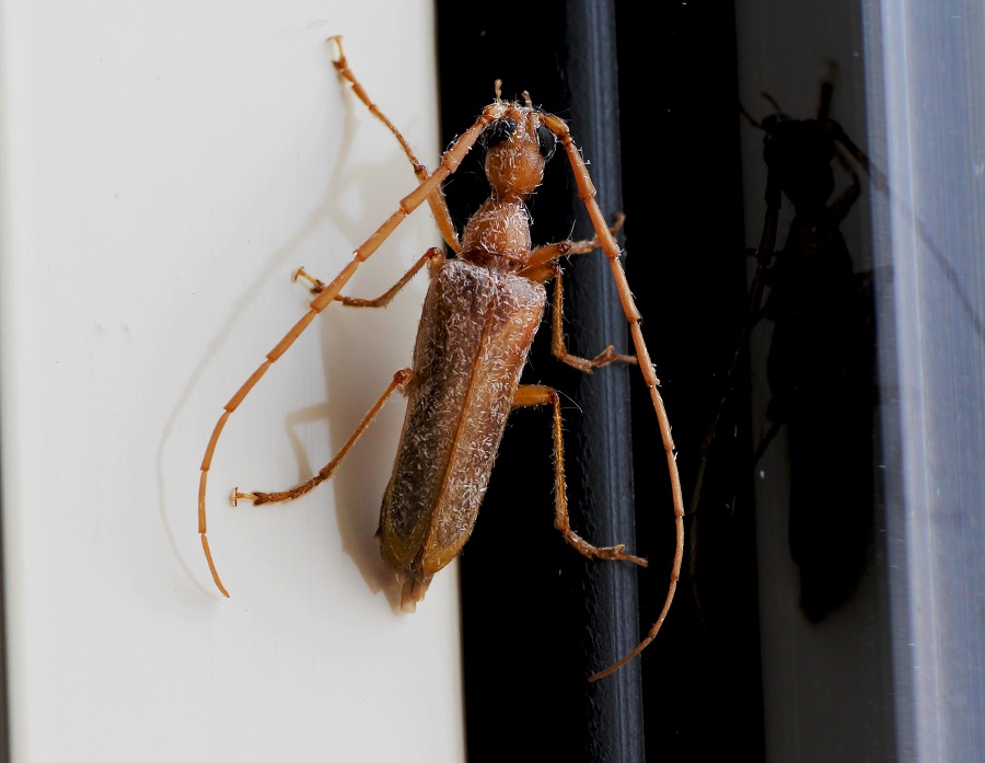 Vesperidae:  Vesperus luridus,  maschio