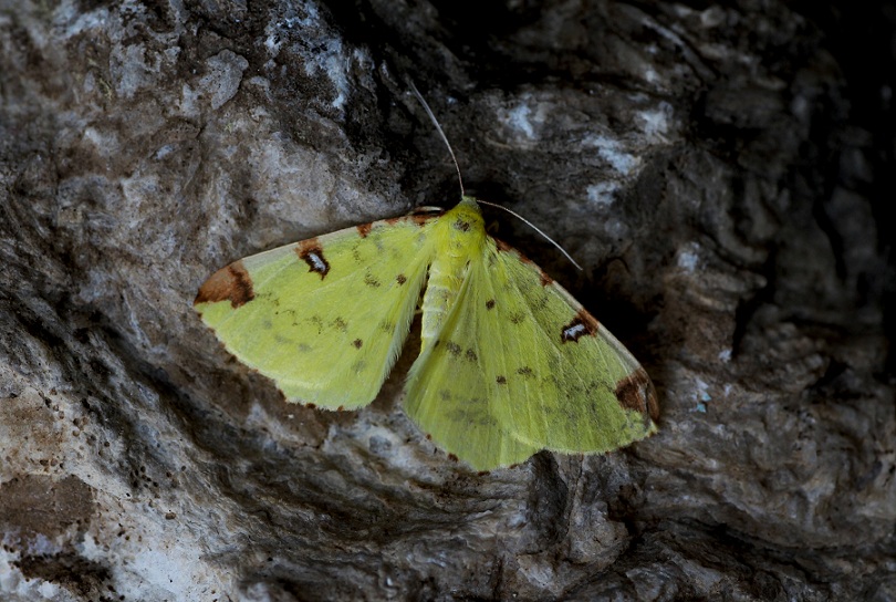Lepidottero 11  da id - Opisthograptis luteolata, Geometridae