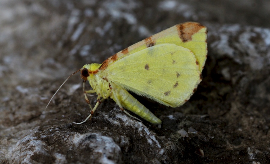 Lepidottero 11  da id - Opisthograptis luteolata, Geometridae