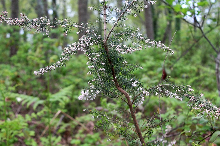 Erica arborea