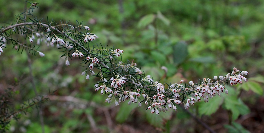 Erica arborea