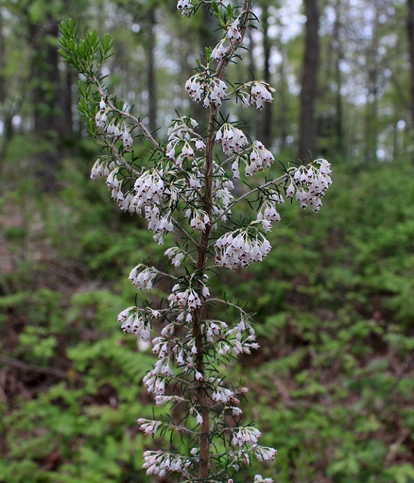 Erica arborea
