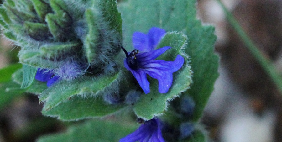 Ajuga genevensis / Iva ginevrina