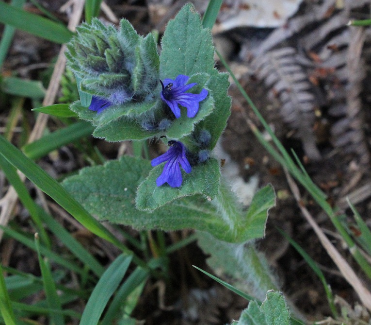 Ajuga genevensis / Iva ginevrina