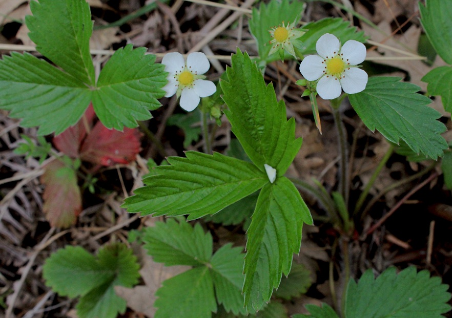 Fragaria vesca