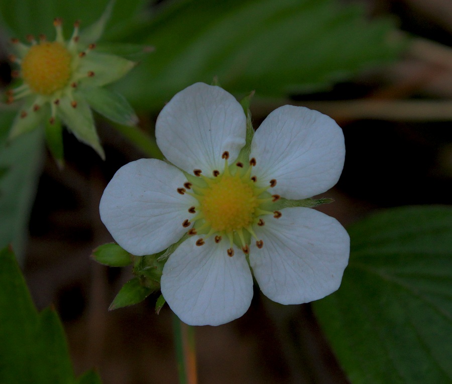 Fragaria vesca