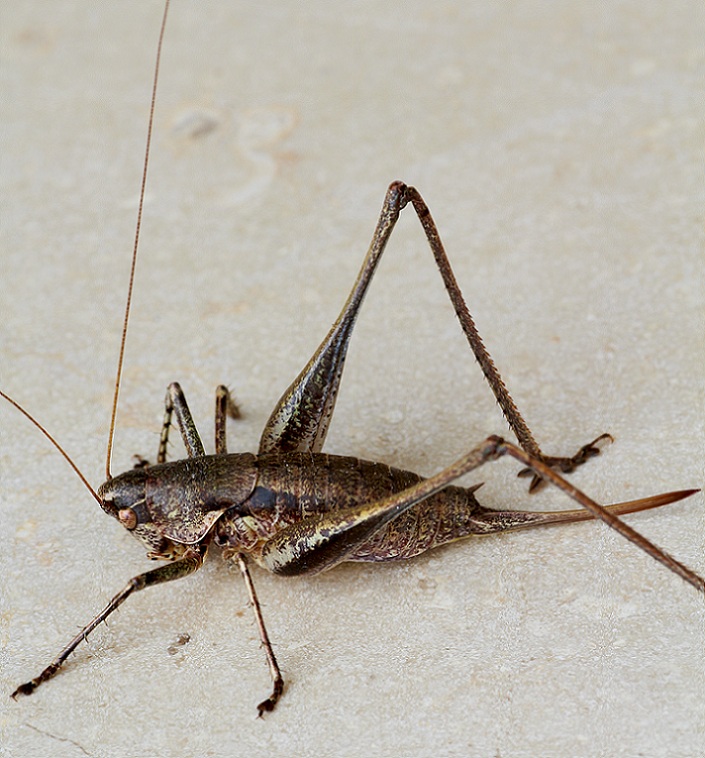 Tettigoniidae:  Rhacocleis cfr. neglecta