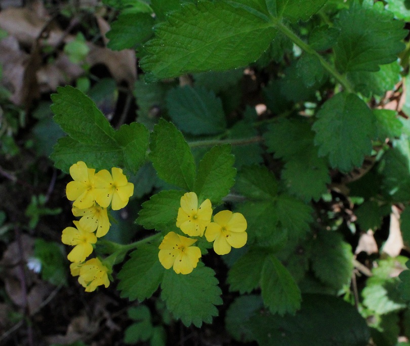 Aremonia agrimonoides