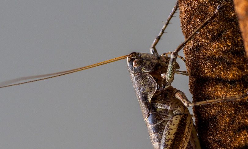 Tettigoniidae:  Rhacocleis cfr. neglecta