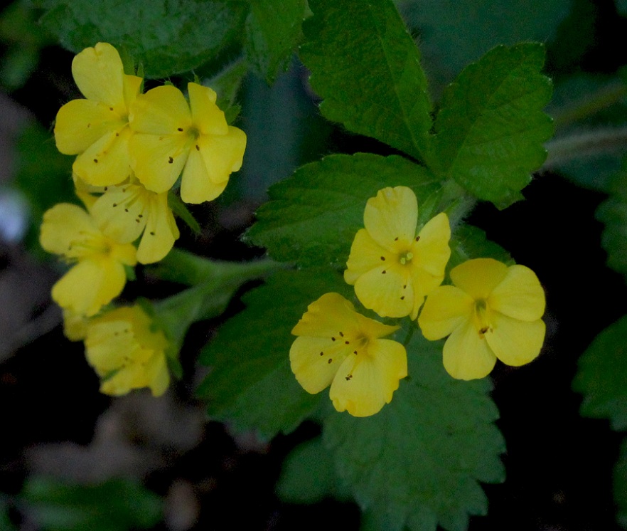 Aremonia agrimonoides