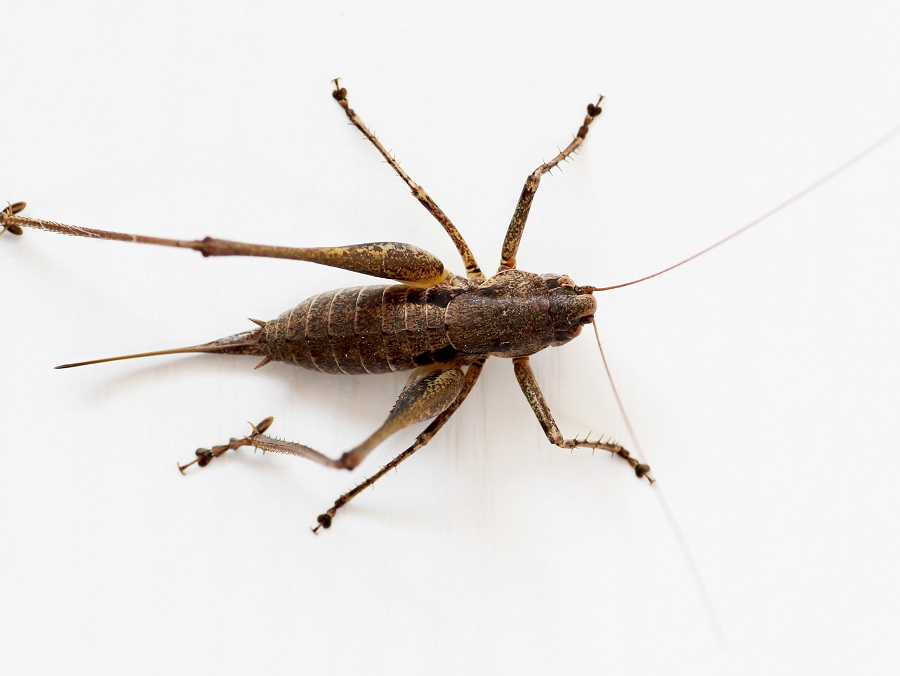 Tettigoniidae:  Rhacocleis cfr. neglecta