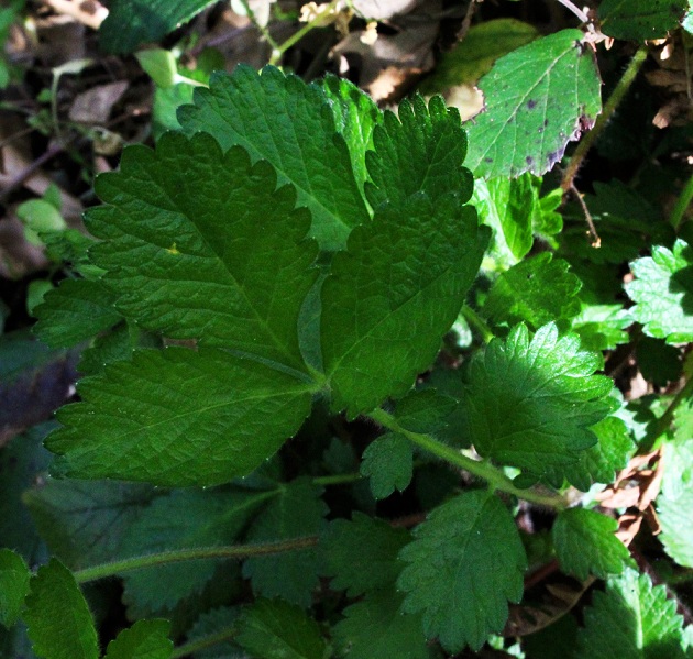 Aremonia agrimonoides