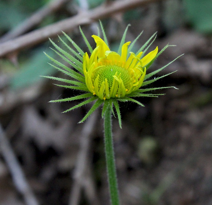 Doronicum columnae