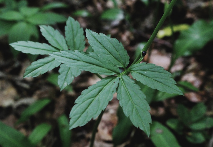 Cardamine bulbifera / Dentaria minore