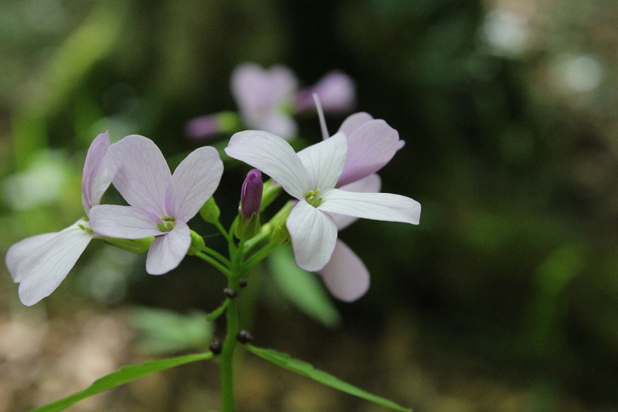 Cardamine bulbifera / Dentaria minore