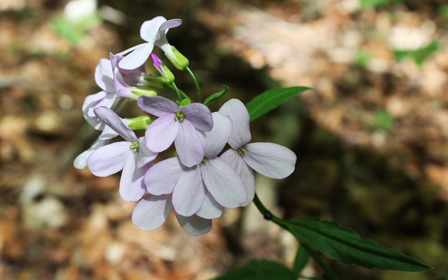 Cardamine bulbifera / Dentaria minore