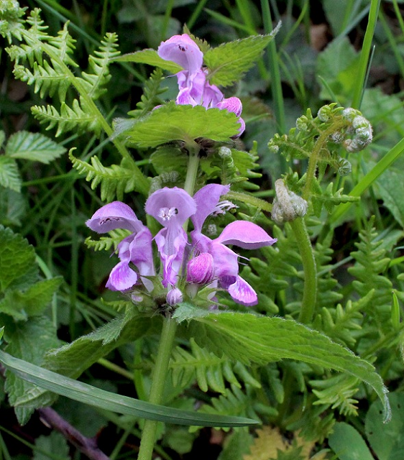 Lamium maculatum