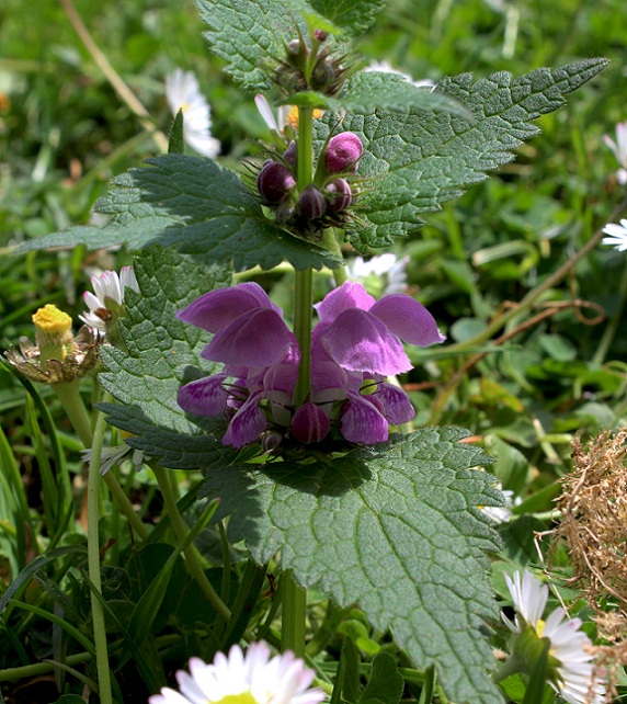 Lamium maculatum