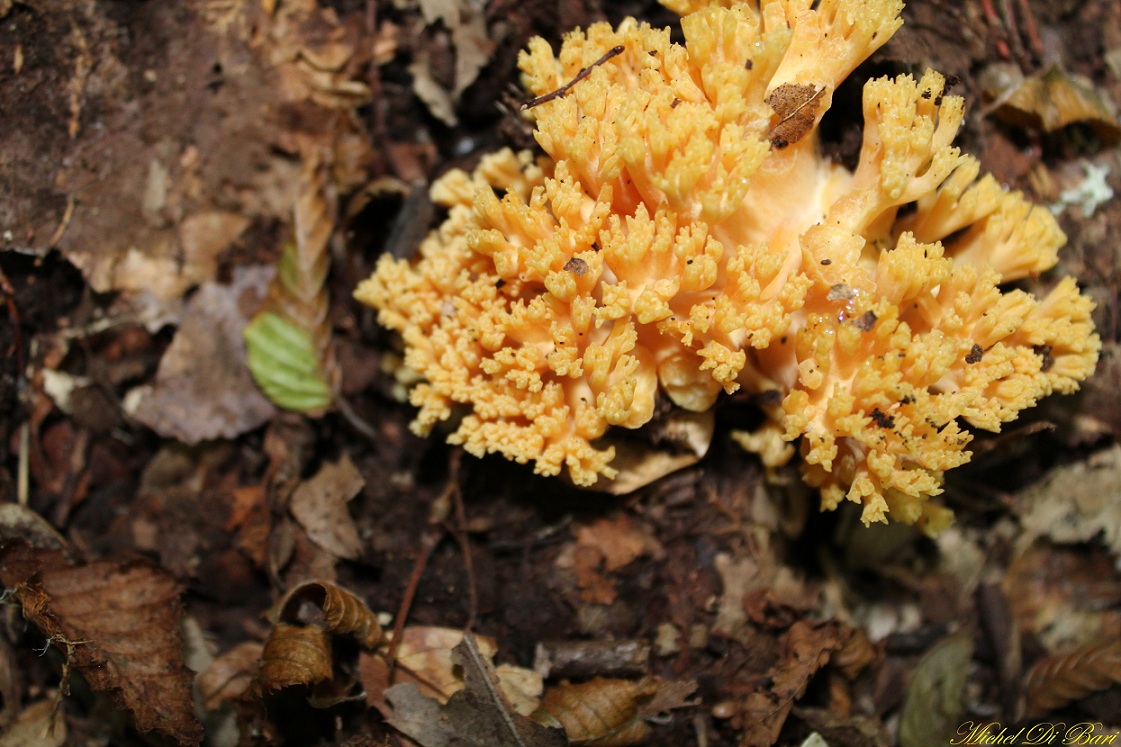 Ramaria aurea?