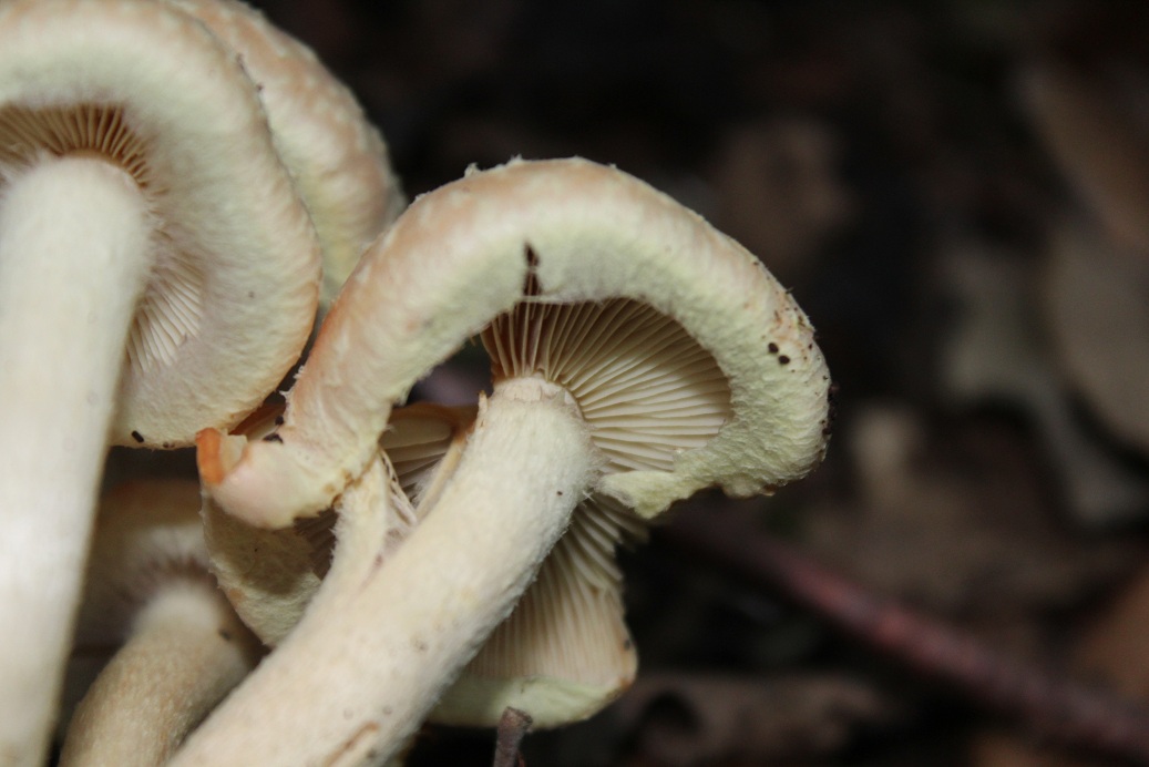 famigliola di funghi