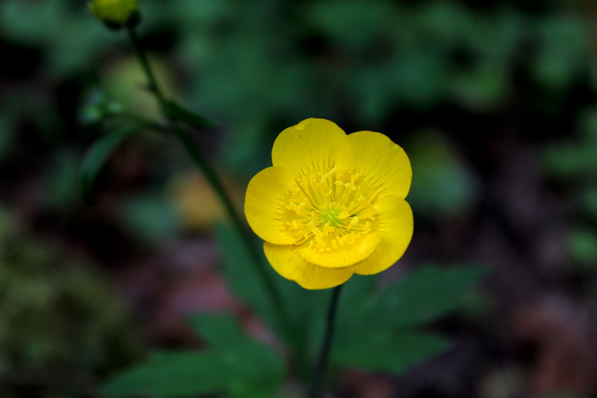 Ranunculus lanuginosus