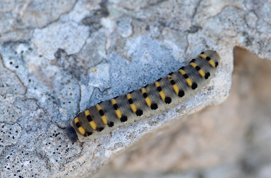 larva di Abia sericea  (Cimbicidae)