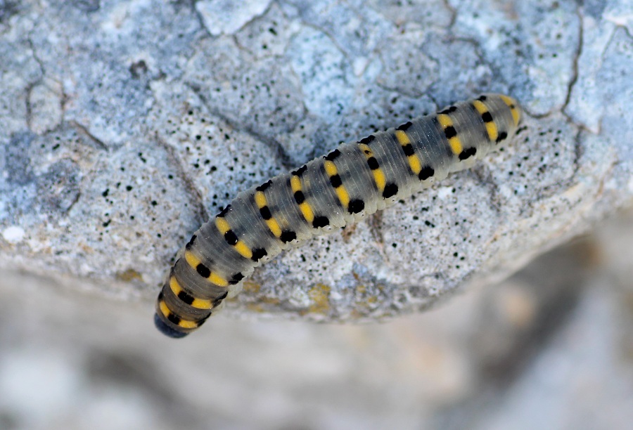 larva di Abia sericea  (Cimbicidae)