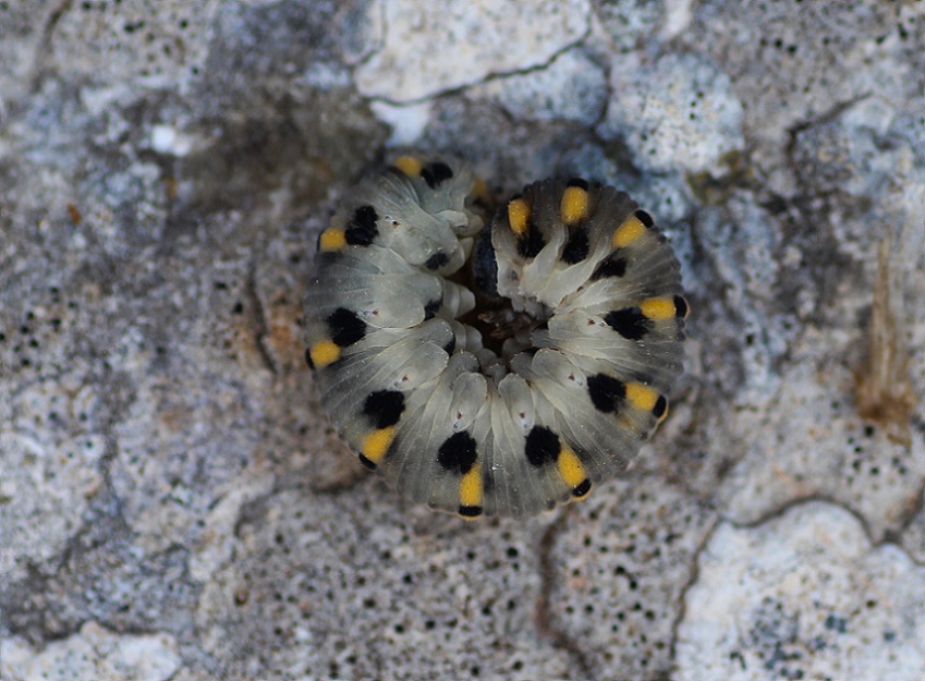 larva di Abia sericea  (Cimbicidae)