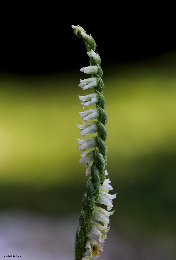 Spiranthes spiralis L. Chevall