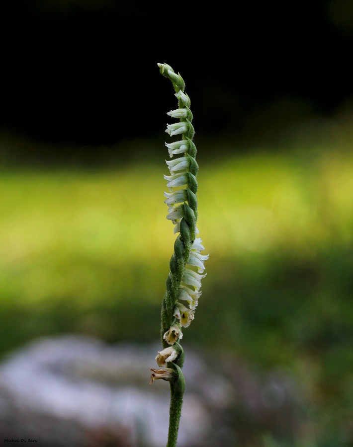 Spiranthes spiralis L. Chevall