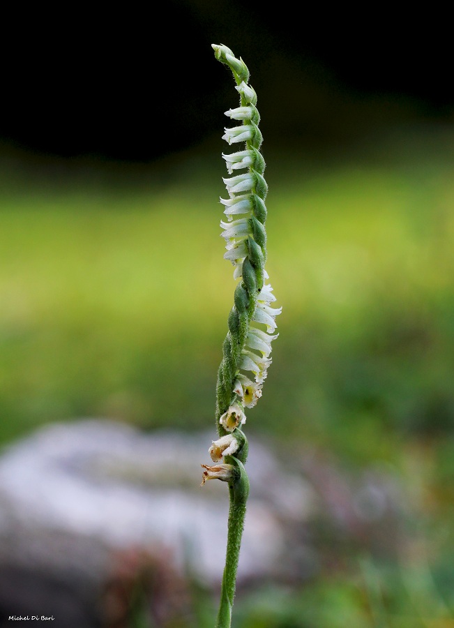 Spiranthes spiralis L. Chevall