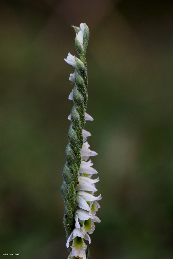 Spiranthes spiralis L. Chevall