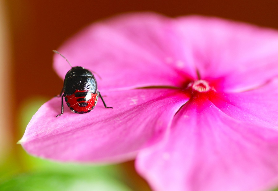 Cydnidae: ninfa di Canthophorus sp.
